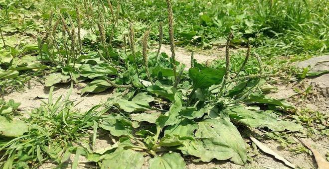野草 野草の写真