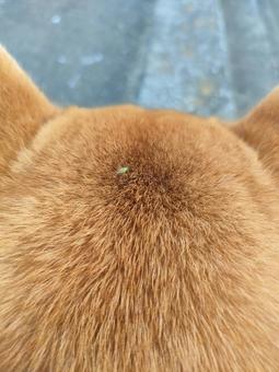 頭に虫が乗ってる柴犬の後頭部! 頭に虫が乗ってる柴犬の後頭部!の写真