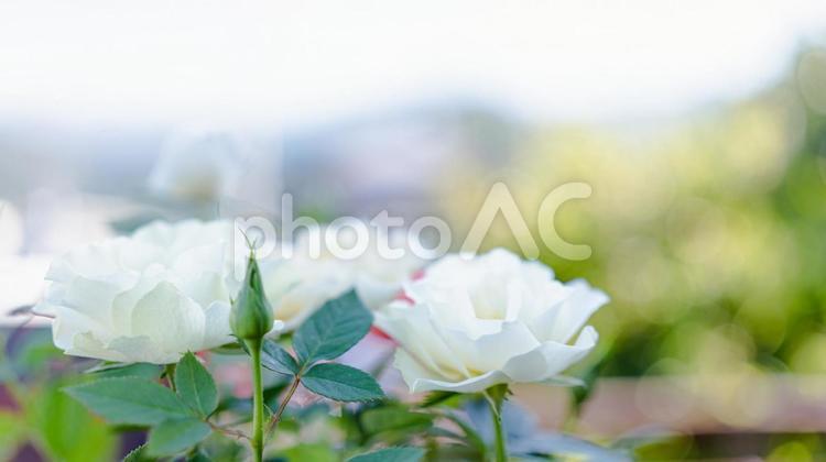 鉢に植えられた白とピンクの薔薇 バラ,花,植物の写真素材