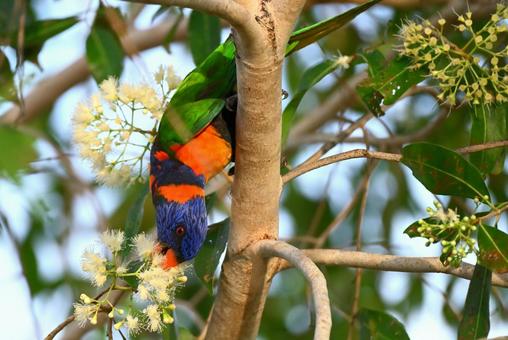 カラフルなアカエリゴシキセイガイインコの写真