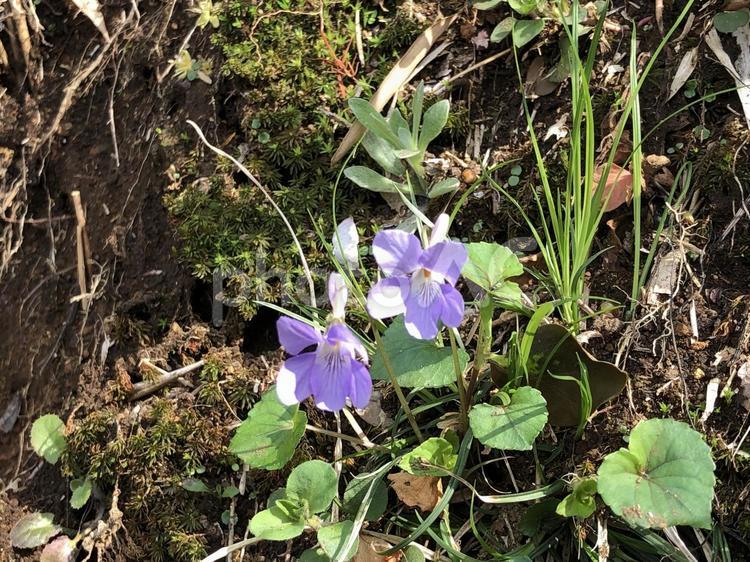 すみれの花咲く頃 すみれ,スミレ,菫の写真素材