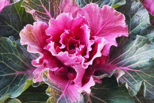 ハボタン 葉牡丹,赤,ガーデニングの写真素材