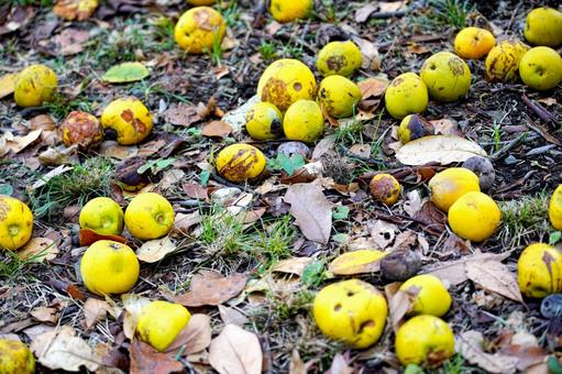 地面に落ちた黄色い実と枯葉 実,果実,黄色の写真素材
