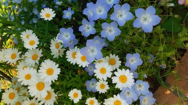 ネモフィラとマーガレットの写真
