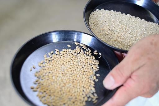 刈り取られたお米の写真