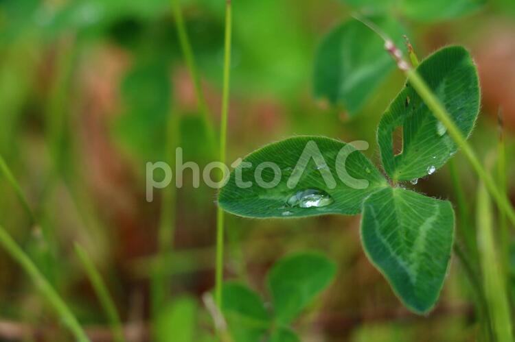 雨上がり、水滴の滴る雑草 雨上がり,水滴,雑草の写真素材