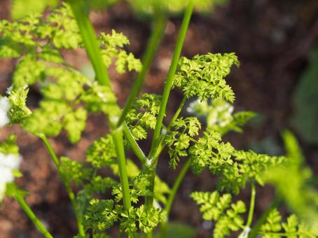 Herb (Cherville), chervil, selfeille, wyosuke angeli ・ herb, JPG