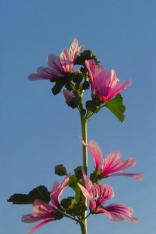 6月上旬の庭の陽を浴びるゼニアオイの花 6月上旬の庭の陽を浴びるゼニアオイの花の写真