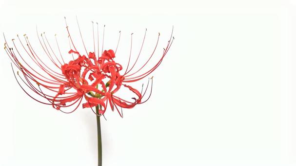 ヒガンバナ (13) ヒガンバナ (13)の写真