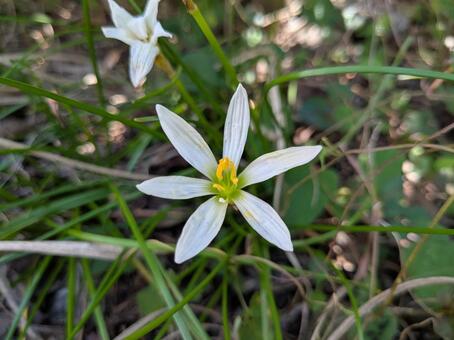 ハナニラ？ 花,ハナニラ,白の写真素材