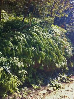 生い茂るシダ植物 シダ植物,ウラジロ,下草の写真素材