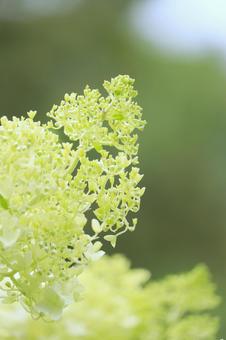 リリーパーク リリーパーク,ゆりの郷こしみず,ノリウツギの写真素材