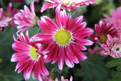 洋菊・マム 洋菊・マムの写真