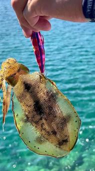 イカ釣り イカ釣りの写真