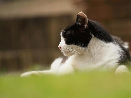 猫の顔 猫の顔 猫,野良猫,白黒の写真素材