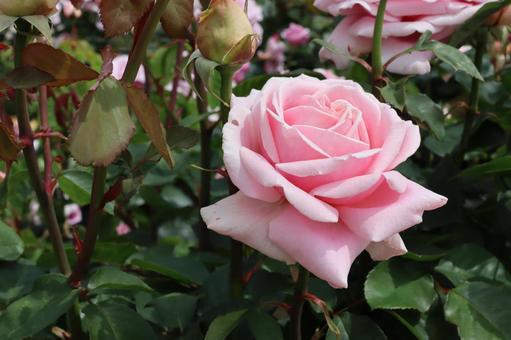 バラ園にてピンクの薔薇を撮影しました バラ園にてピンクの薔薇を撮影しました 花,薔薇,自然の写真素材