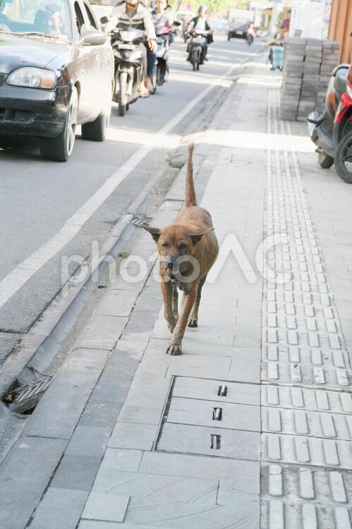 バリ島の犬 野良犬,散歩,雑種の写真素材