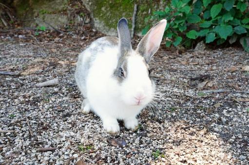 広島 大久野島 うさぎ島のうさぎ17 広島 大久野島 うさぎ島のうさぎ17 うさぎ,兎,卯の写真素材