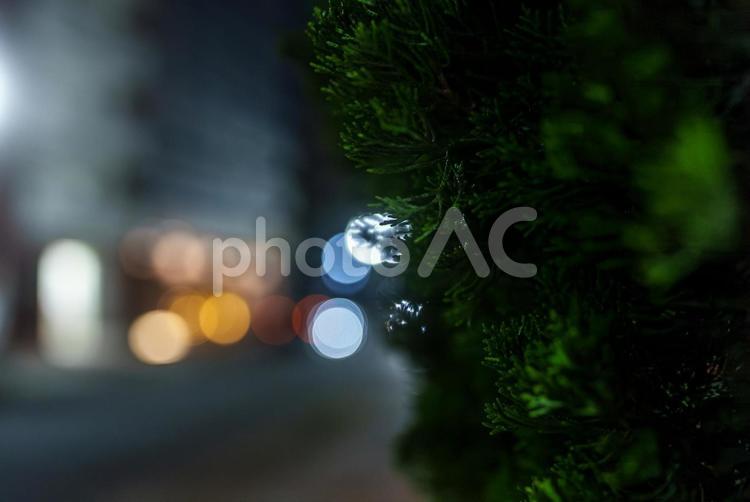 街路樹 街路樹,夜道,帰り道の写真素材