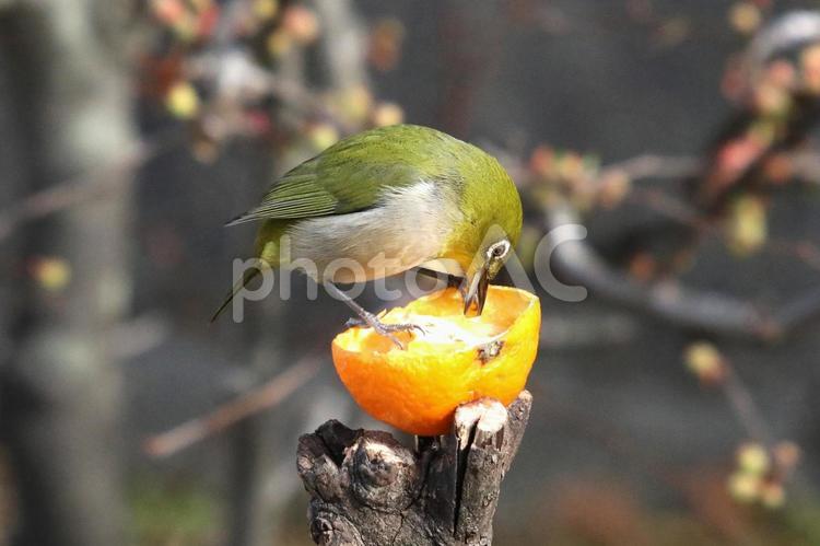 メジろとみかん 鳥,野鳥,メジロの写真素材
