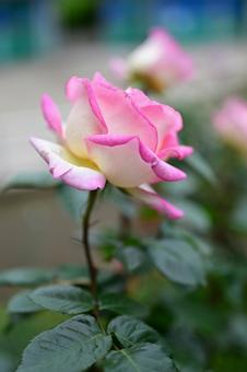 5月のバラ 5月のバラの写真