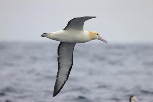 アホウドリ アホウドリ アホウドリ,飛翔,渡り鳥の写真素材