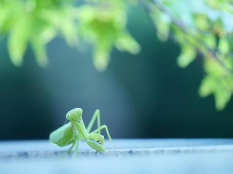 睨みつけるカマキリ 睨みつけるカマキリの写真