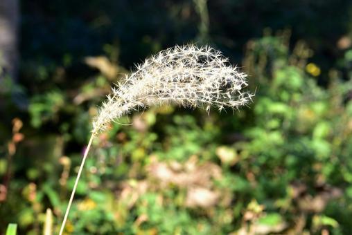 ススキの穂 ススキの穂 ススキ,穂,花序の写真素材