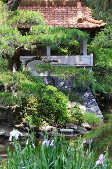 6月下旬の栗林公園の花菖蒲園 6月下旬の栗林公園の花菖蒲園 花菖蒲,花,植物の写真素材