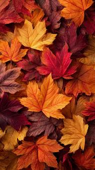 一面に広がる紅葉のクローズアップ 一面に広がる紅葉のクローズアップの写真