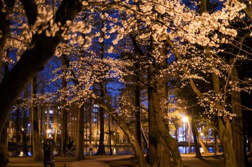別所沼公園の夜桜 別所沼公園の夜桜 桜,夜桜,花見の写真素材