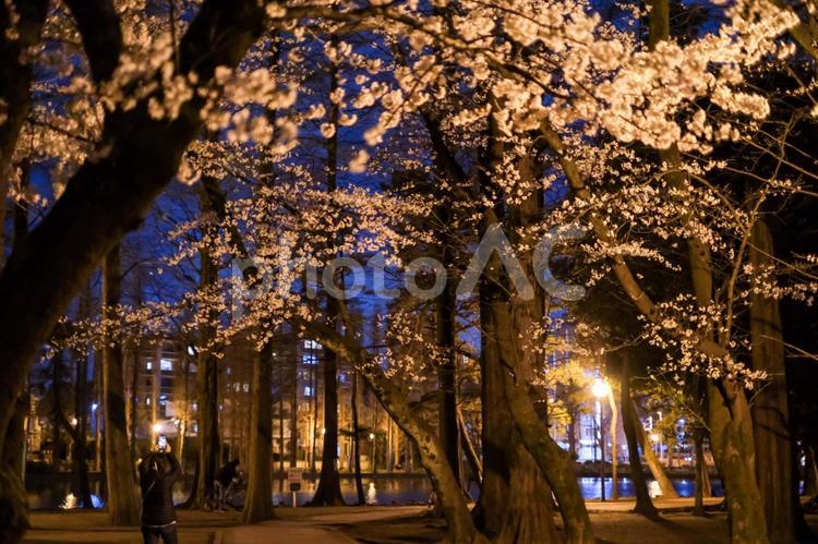 別所沼公園の夜桜 桜,夜桜,花見の写真素材