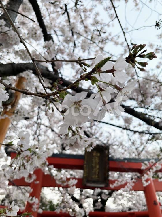 神社と桜5 桜,鳥居,神社の写真素材