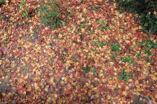 紅葉の落葉 もみじ,葉,植物の写真素材