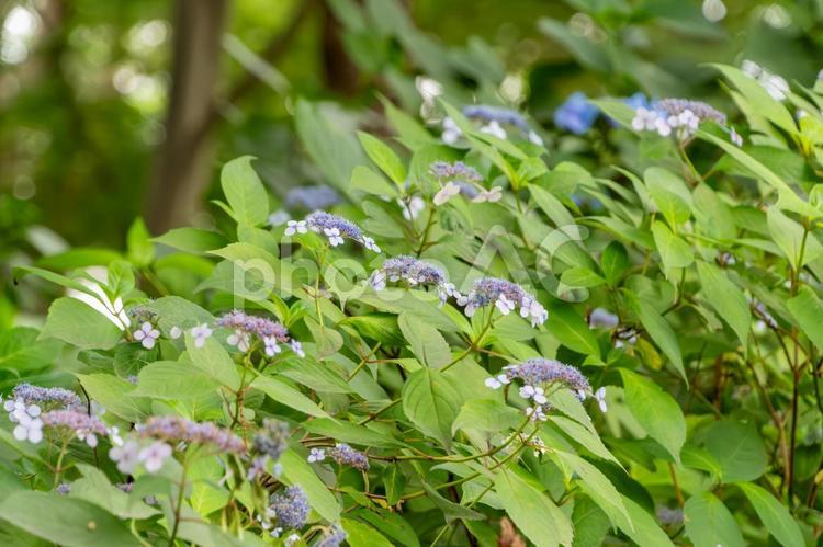 緑陰に揺れる額紫陽花 額紫陽花,花,花びらの写真素材