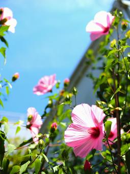 Hình ảnh, rose of sharon, và dễ thương, genki, 