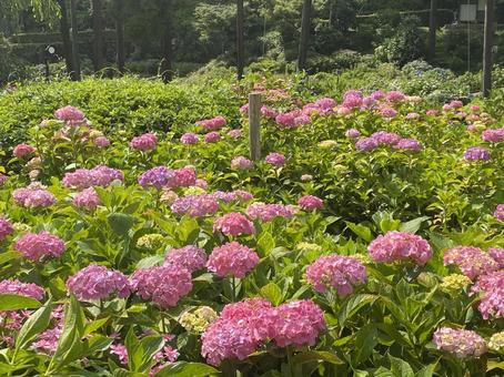 紫陽花の名所 紫陽花の名所の写真