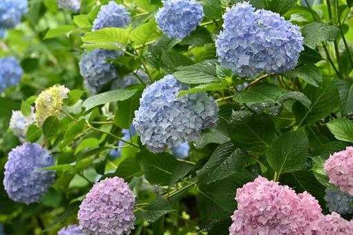 Photo, hydrangea, rainy season, flower, 