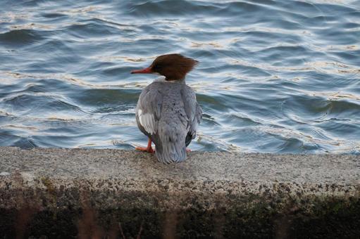 Photo, bird, common merganser, female, 
