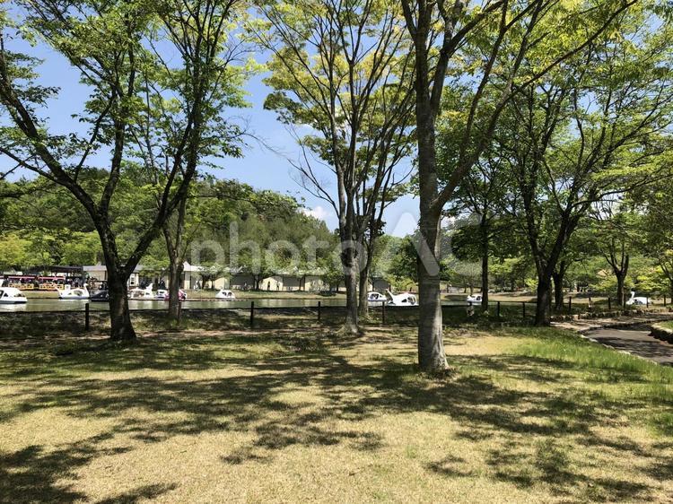新緑の木々 木,5月,新緑の写真素材