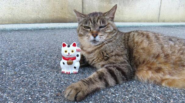 招き猫　本物とのコラボ キジトラ,もふもふ,毛並の写真素材