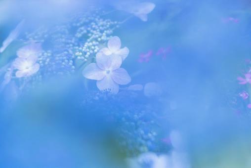 紫陽花 紫陽花の写真