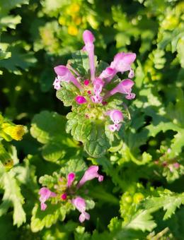 ホトケノザ ホトケノザ,野草,花の写真素材