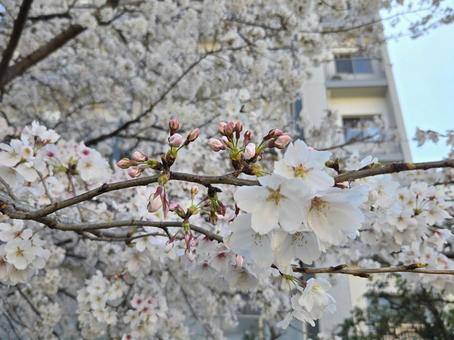Cherry blossoms blooming in the city, JPG Cherry blossoms blooming in the city, JPG