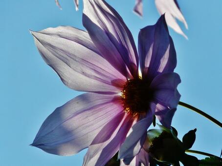 透ける花弁の写真