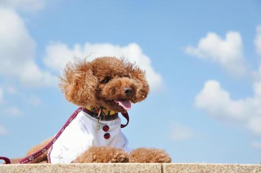 可愛いオシャレなトイプードル トイプードル,犬,空の写真素材