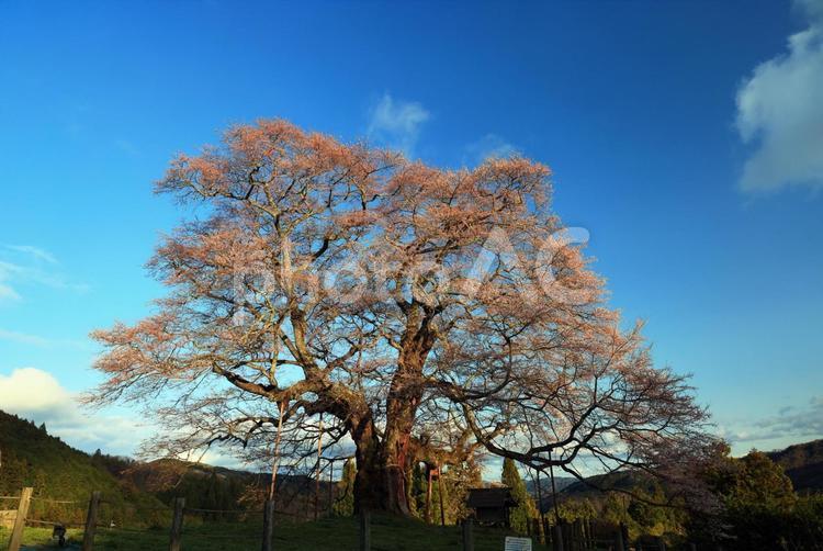 醍醐桜　　桜 醍醐桜,ダイゴザクラ,桜の写真素材