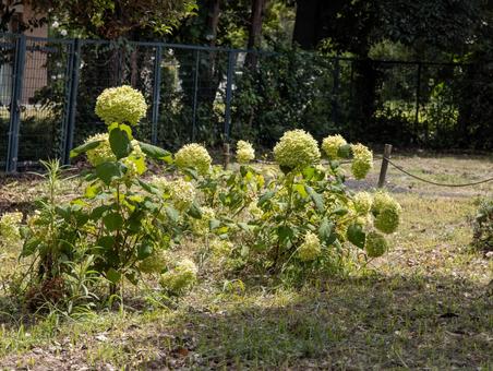 初夏の緑のアジサイ群生 アジサイ,紫陽花,アナベルの写真素材