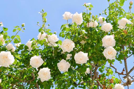 薔薇 ホワイトクリスマス 薔薇 ホワイトクリスマス 薔薇,ホワイトクリスマス,白の写真素材