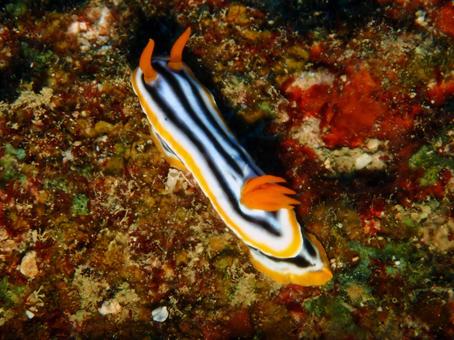 シライトウミウシ ウミウシ,ダイビング,海の写真素材